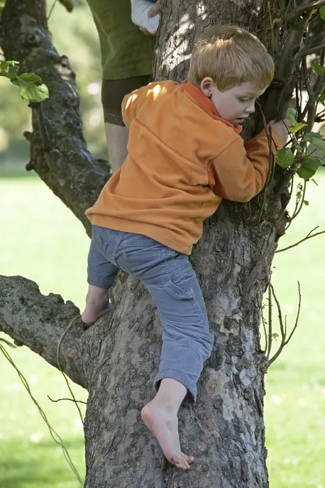Gerahmter Druck : Kleiner Junge klettert auf Baum. Gerahmter Druck : Kleiner Junge klettert auf Baum.