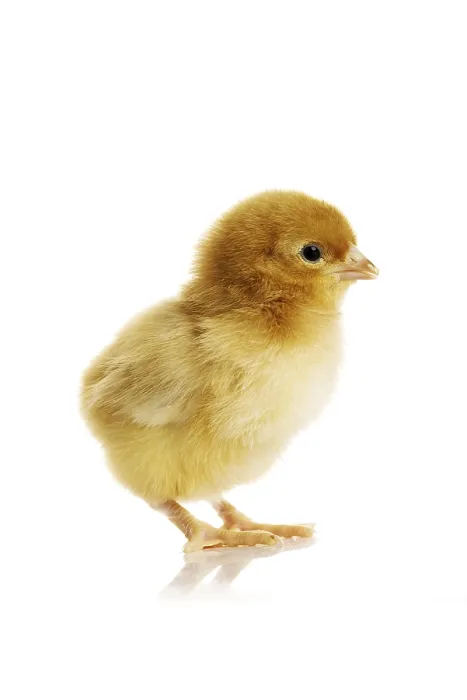Gerahmter Druck : Kleiner Hähnchen Gerahmter Druck : Kleiner Hähnchen
