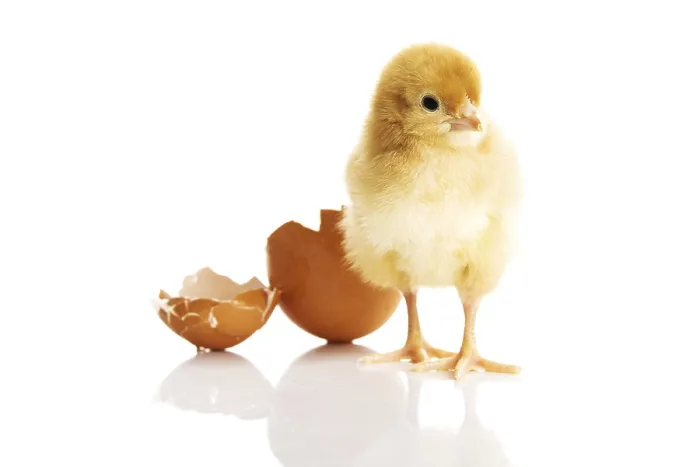 Gerahmter Druck : Kleiner Hähnchen und Eierschale. Gerahmter Druck : Kleiner Hähnchen und Eierschale.