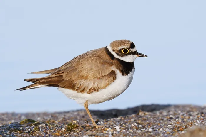 Gerahmter Druck : Ringelstrandläufer (Charadrius dubius) Gerahmter Druck : Ringelstrandläufer (Charadrius dubius)