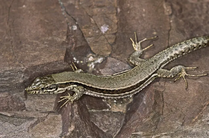 Gerahmter Druck : Lizard Gerahmter Druck : Lizard