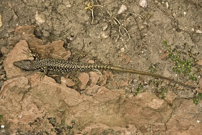 Gerahmter Druck : Lizard Gerahmter Druck : Lizard