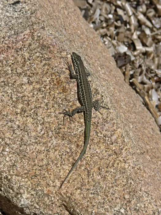 Gerahmter Druck : Lizard Gerahmter Druck : Lizard