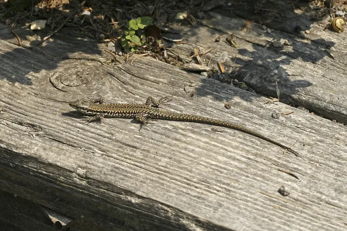 Gerahmter Druck : Lizard Gerahmter Druck : Lizard