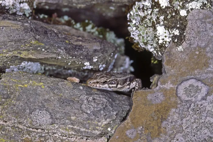 Gerahmter Druck : Lizard Gerahmter Druck : Lizard