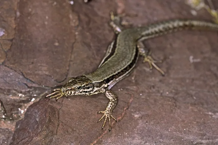 Gerahmter Druck : Lizard Gerahmter Druck : Lizard