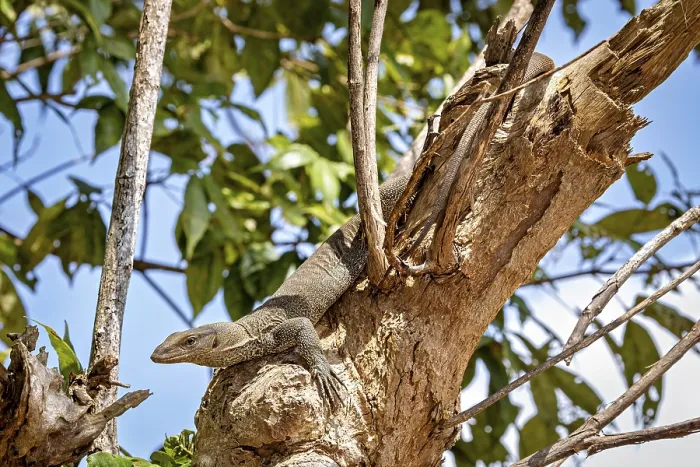 Gerahmter Druck : Ein Eidechse auf einem Baum in einer grünen Waldszene. Gerahmter Druck : Ein Eidechse auf einem Baum in einer grünen Waldszene.