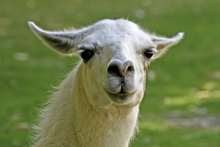 Gerahmter Druck : Llama Gerahmter Druck : Llama
