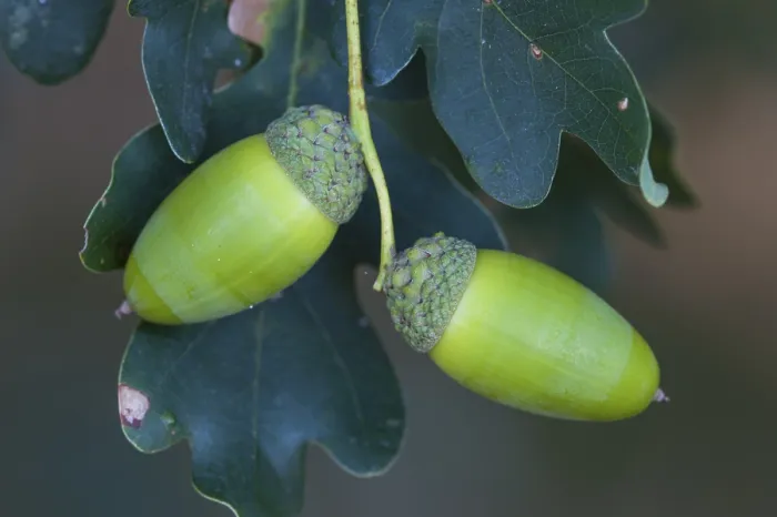 Gerahmter Druck : Zwei Linien auf einem (Quercus), Frucht in Oldenburger Münsterland, Vechta, Niedersachsen, Deutschland Gerahmter Druck : Zwei Linien auf einem (Quercus), Frucht in Oldenburger Münsterland, Vechta, Niedersachsen, Deutschland