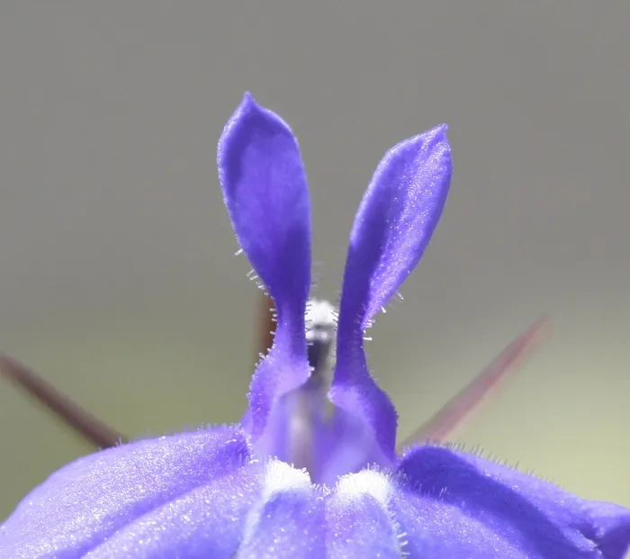 Gerahmter Druck : Lobelia Gerahmter Druck : Lobelia
