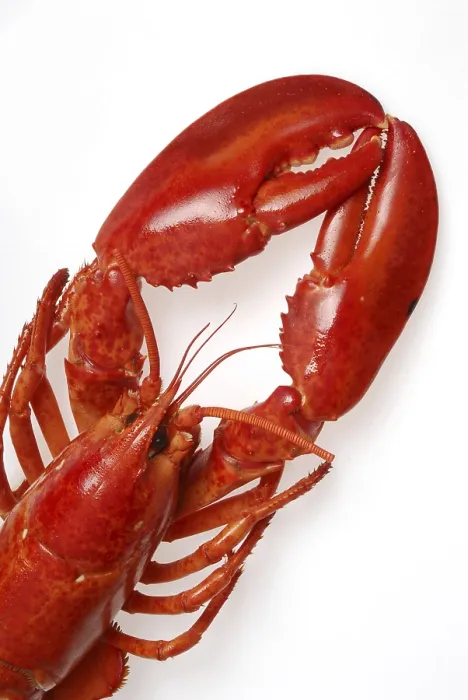 Gerahmter Druck : Lobster