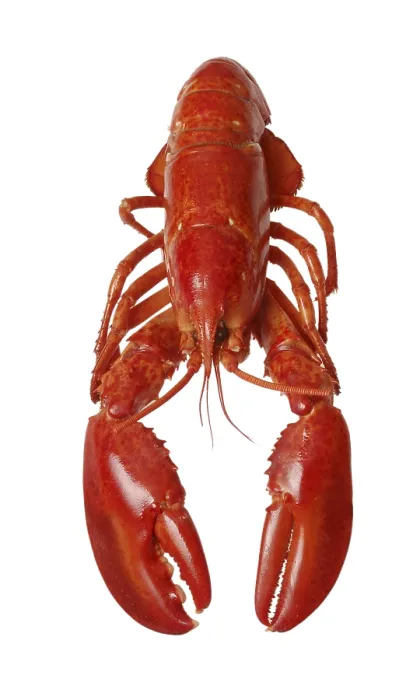 Gerahmter Druck : Lobster Gerahmter Druck : Lobster
