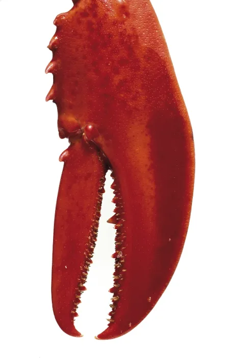 Gerahmter Druck : Krabbenklaue Gerahmter Druck : Krabbenklaue