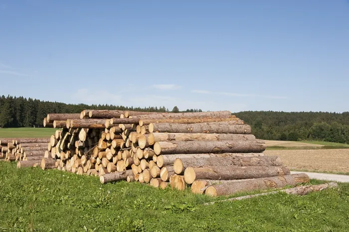Gerahmter Druck : Holzschlag, Fällstämme in einem Wiesengrund. Gerahmter Druck : Holzschlag, Fällstämme in einem Wiesengrund.