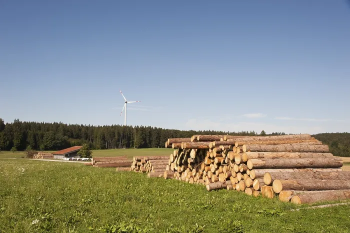 Gerahmter Druck : Logging, Baumstümpfe schneiden, Windrader hinten. Gerahmter Druck : Logging, Baumstümpfe schneiden, Windrader hinten.