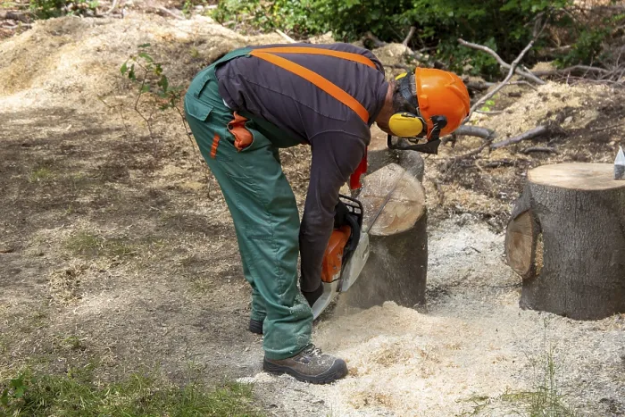 Gerahmter Druck : Holzarbeit im Pfälzerwald Gerahmter Druck : Holzarbeit im Pfälzerwald