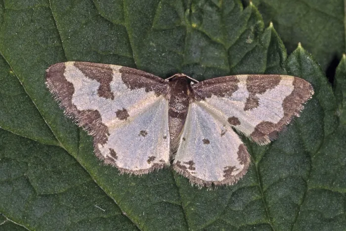 Gerahmter Druck : Lomaspilis marginata, Vogelmotte Gerahmter Druck : Lomaspilis marginata, Vogelmotte