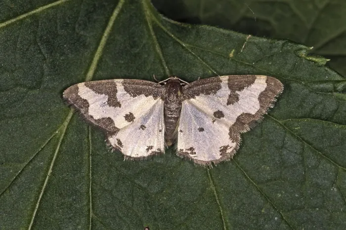 Gerahmter Druck : Lomaspilis marginata, Vogelmotte Gerahmter Druck : Lomaspilis marginata, Vogelmotte