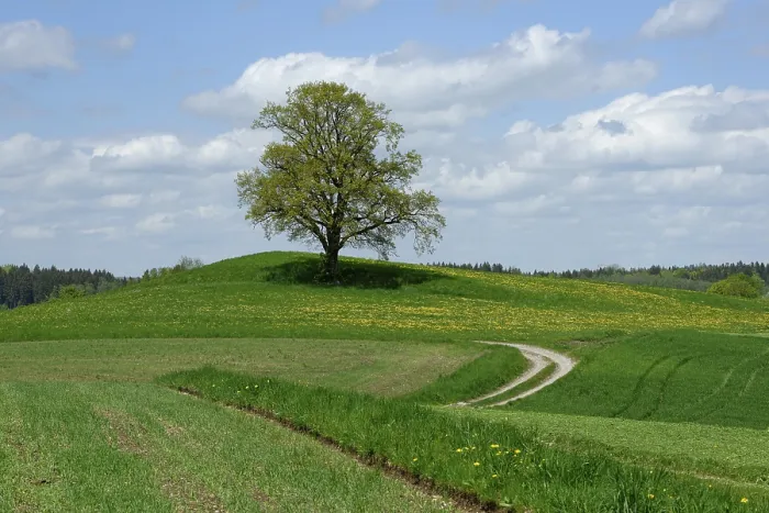Gerahmter Druck : Ein einsamer Baum mit Schotterstraße in Munsing. Gerahmter Druck : Ein einsamer Baum mit Schotterstraße in Munsing.