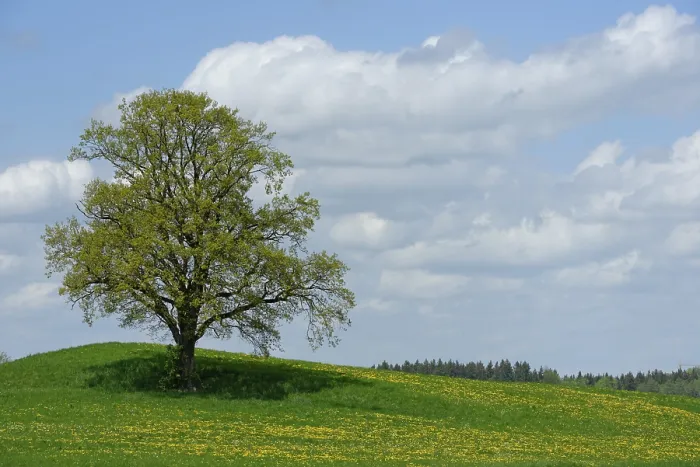 Gerahmter Druck : Ein einsamer Baum mit einem Schotterweg in Munsing. Gerahmter Druck : Ein einsamer Baum mit einem Schotterweg in Munsing.