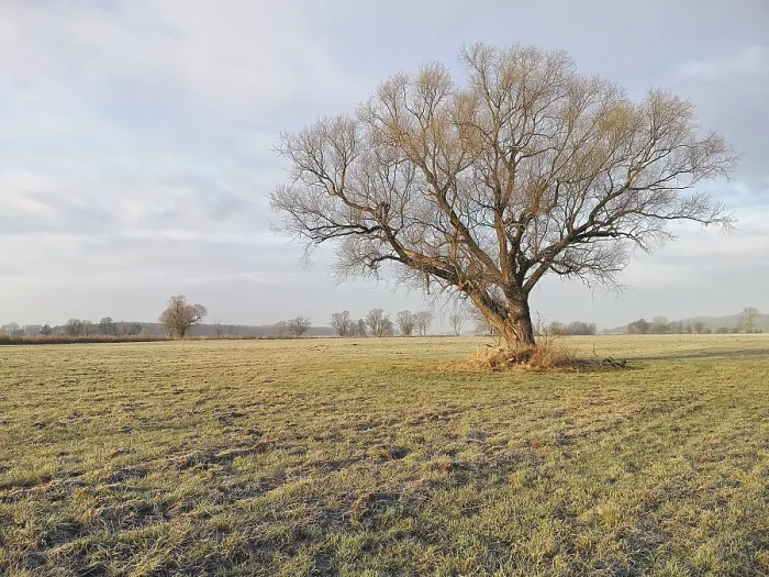 Gerahmter Druck : Ein einsamer Baum in einem Feld im Winter. Gerahmter Druck : Ein einsamer Baum in einem Feld im Winter.