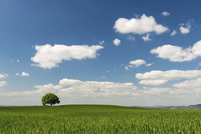 Gerahmter Druck : Ein einsamer Baum in einem Getreidefeld, bewölkter Himmel. Gerahmter Druck : Ein einsamer Baum in einem Getreidefeld, bewölkter Himmel.
