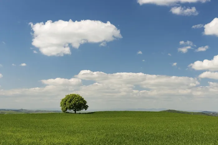 Gerahmter Druck : Ein einzelner Baum in einem Getreidefeld, bewölktem Himmel. Gerahmter Druck : Ein einzelner Baum in einem Getreidefeld, bewölktem Himmel.