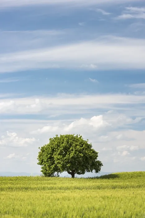 Gerahmter Druck : Ein einsamer Baum in einem Getreidefeld, bewölktem Himmel. Gerahmter Druck : Ein einsamer Baum in einem Getreidefeld, bewölktem Himmel.