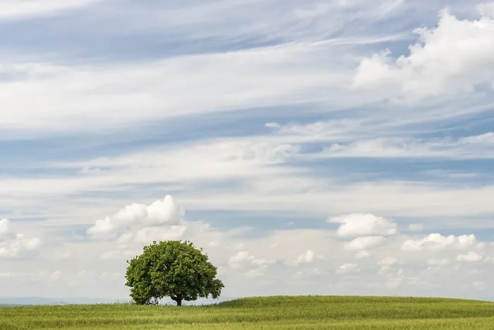 Gerahmter Druck : Ein einsamer Baum in einem Getreidefeld, bewölkter Himmel. Gerahmter Druck : Ein einsamer Baum in einem Getreidefeld, bewölkter Himmel.