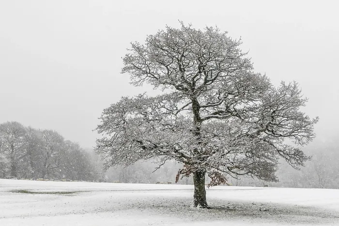 Gerahmter Druck : Ein einsamer Baum im Schnee. Gerahmter Druck : Ein einsamer Baum im Schnee.