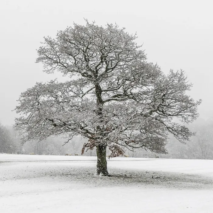 Gerahmter Druck : Ein einsamer Baum im Schnee. Gerahmter Druck : Ein einsamer Baum im Schnee.