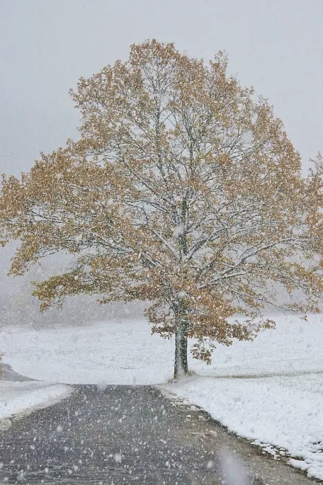 Gerahmter Druck : Ein einsamer Baum im Winter, Deutschland. Gerahmter Druck : Ein einsamer Baum im Winter, Deutschland.