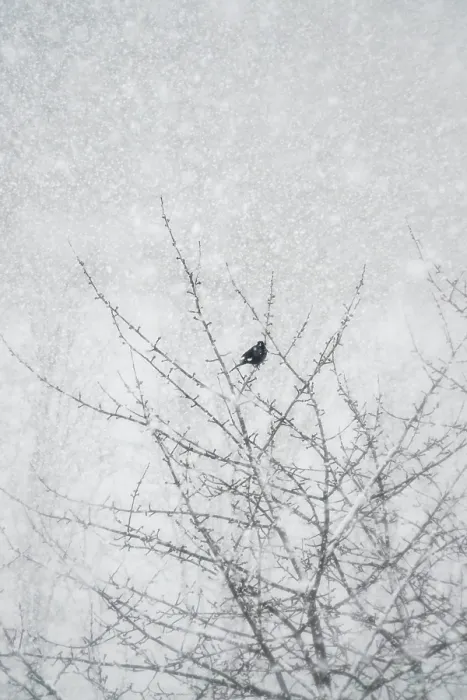 Gerahmter Druck : Ein einsamer Baum im Winter, Deutschland. Gerahmter Druck : Ein einsamer Baum im Winter, Deutschland.