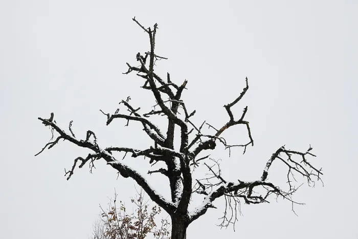 Gerahmter Druck : Ein Baum in der Winterlandschaft Deutschlands Gerahmter Druck : Ein Baum in der Winterlandschaft Deutschlands
