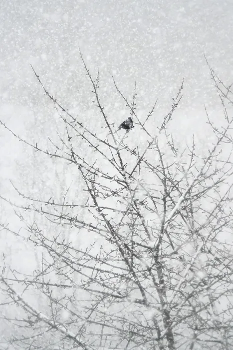Gerahmter Druck : Ein einsamer Baum im Winter, Deutschland. Gerahmter Druck : Ein einsamer Baum im Winter, Deutschland.