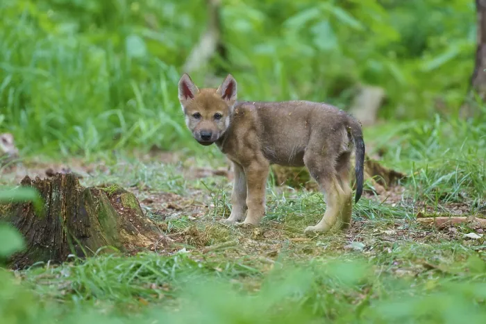 Gerahmter Druck : Ein einsamer Wolfswelpen steht im Wald.