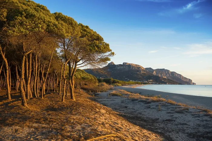 Gerahmter Druck : Ein einsamer Sandstrand und ein Kiefernwald. Gerahmter Druck : Ein einsamer Sandstrand und ein Kiefernwald.