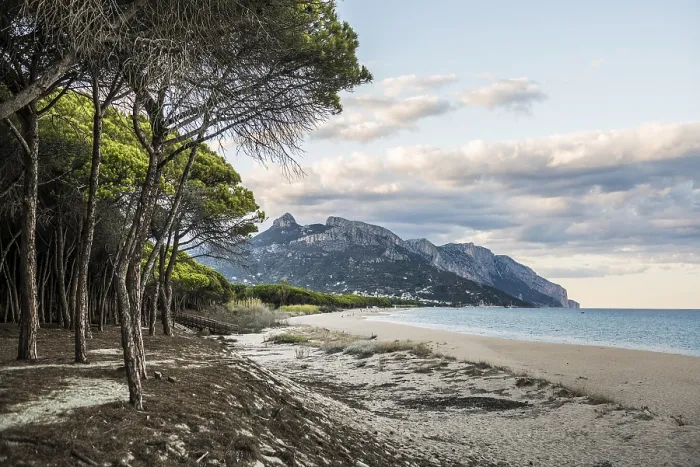 Gerahmter Druck : Ein einsamer Sandstrand und ein Kiefernwald. Gerahmter Druck : Ein einsamer Sandstrand und ein Kiefernwald.