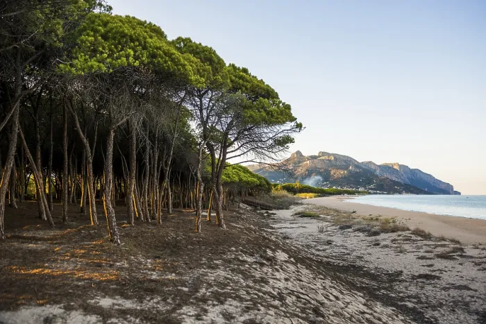 Gerahmter Druck : Ein einsamer Sandstrand und ein Kiefernwald. Gerahmter Druck : Ein einsamer Sandstrand und ein Kiefernwald.