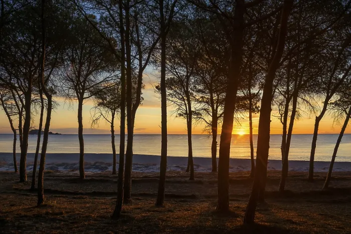 Gerahmter Druck : Ein einsamer Sandstrand und ein Kiefernwald. Gerahmter Druck : Ein einsamer Sandstrand und ein Kiefernwald.