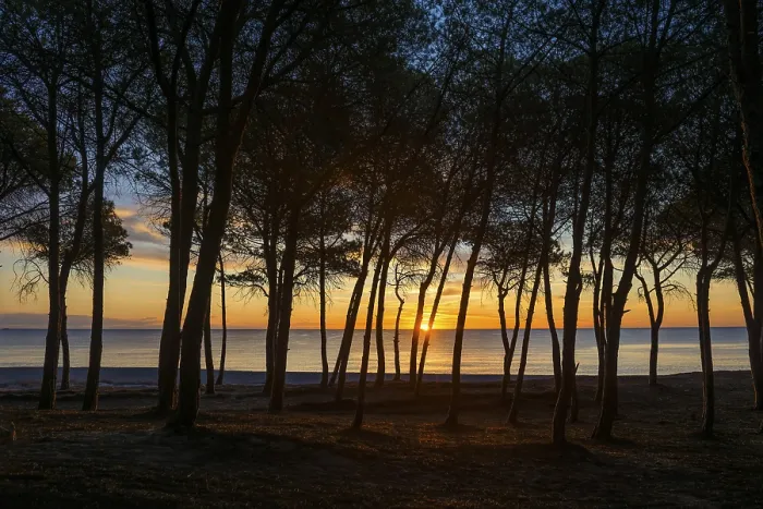 Gerahmter Druck : Ein einsamer Sandstrand und ein Kiefernwald. Gerahmter Druck : Ein einsamer Sandstrand und ein Kiefernwald.