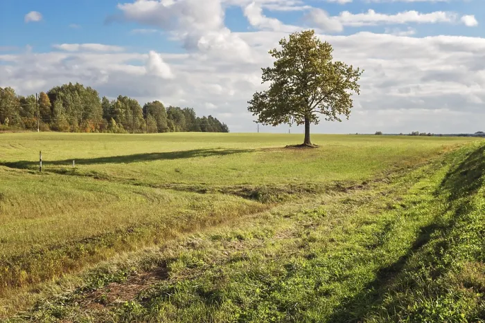 Gerahmter Druck : Ein einsamer Baum im Feld. Gerahmter Druck : Ein einsamer Baum im Feld.