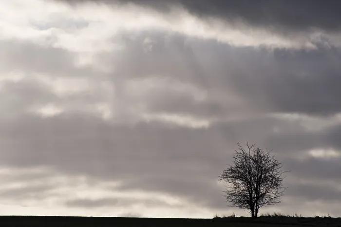 Gerahmter Druck : Ein einsamer Baum auf einem Feld im Hintergrundlicht, St. Gerahmter Druck : Ein einsamer Baum auf einem Feld im Hintergrundlicht, St.