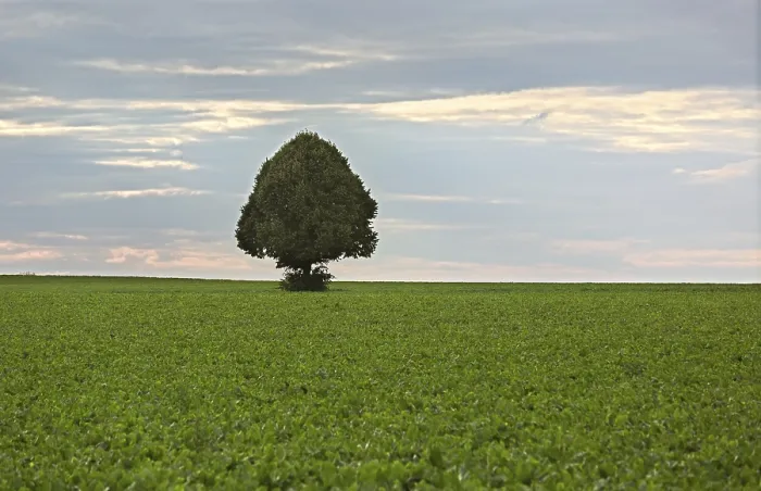 Gerahmter Druck : Ein einsamer Baum in einem Feld von Zuckerrohr.