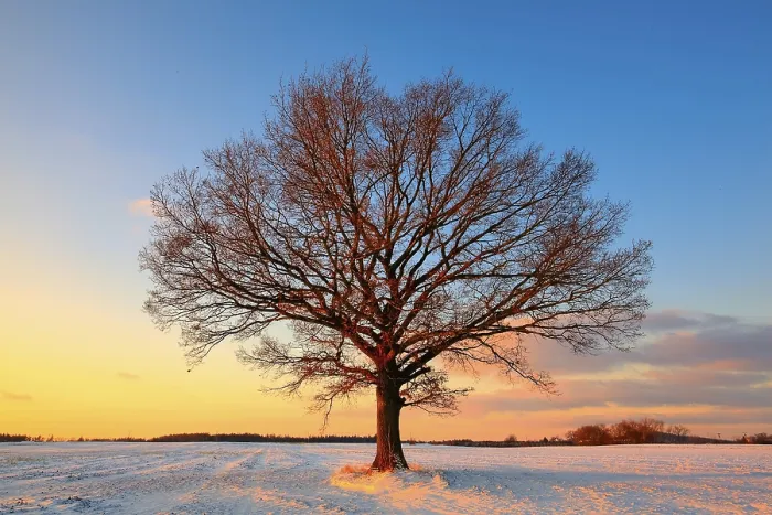 Gerahmter Druck : Ein einsamer Baum auf dem Feld im Winter. Gerahmter Druck : Ein einsamer Baum auf dem Feld im Winter.