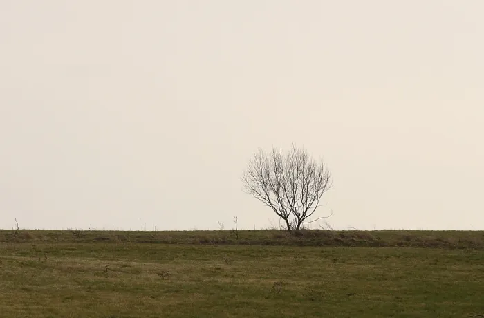 Gerahmter Druck : Ein einsamer Baum auf einem Wiesenfeld. Gerahmter Druck : Ein einsamer Baum auf einem Wiesenfeld.