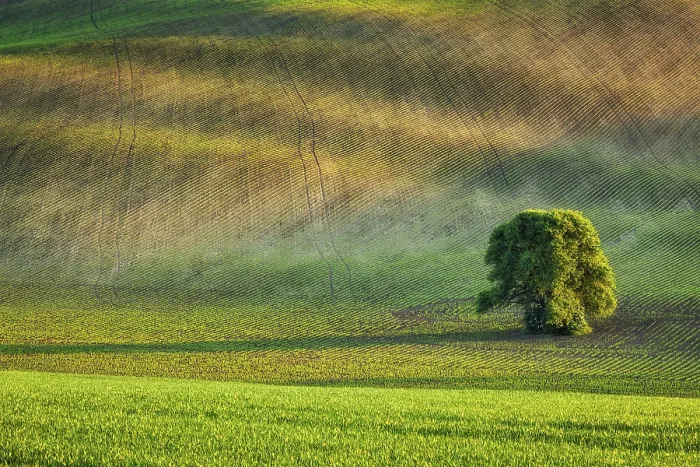 Gerahmter Druck : Ein einsamer Baum in einem welligen Feldlandschaft von Mähren. Gerahmter Druck : Ein einsamer Baum in einem welligen Feldlandschaft von Mähren.