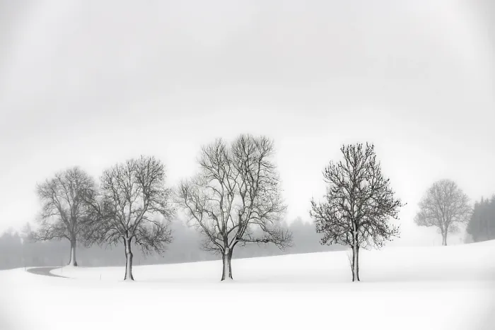 Gerahmter Druck : Ein einsamer Baum im winterlichen Landschaft. Gerahmter Druck : Ein einsamer Baum im winterlichen Landschaft.