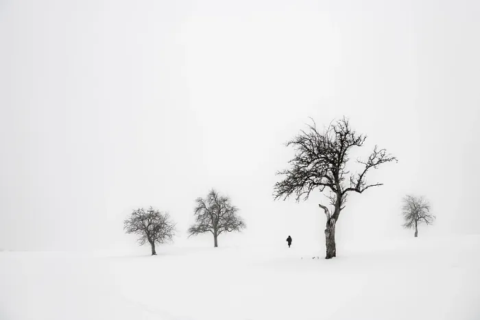 Gerahmter Druck : Einzelne Bäume in winterlicher Landschaft. Gerahmter Druck : Einzelne Bäume in winterlicher Landschaft.