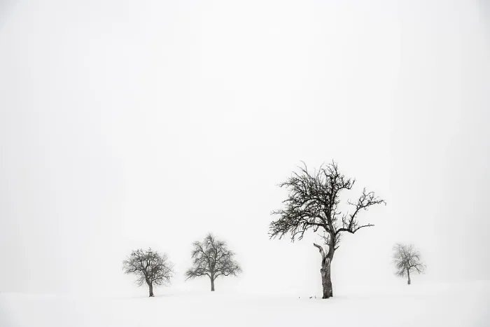 Gerahmter Druck : Verlassene Bäume in winterlicher Landschaft. Gerahmter Druck : Verlassene Bäume in winterlicher Landschaft.